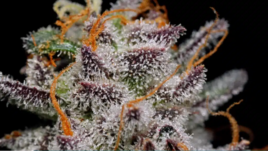 Close up of a high terpene cannabis plant