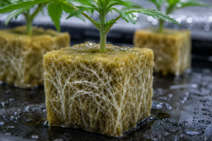 Rooted cannabis clone in a rockwool cube with dense white roots spreading through the sides, two more rooted clones behind it on a wet propagation tray